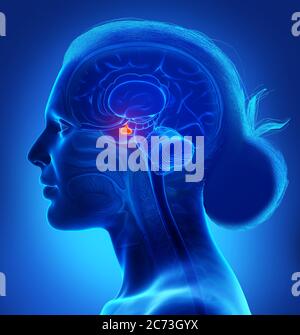 3d rendering medical illustration of a female Brain anatomy PITUITARY GLAND - cross section Stock Photo