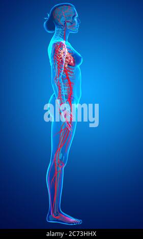 3d rendered medically accurate illustration of Female arteries Stock Photo