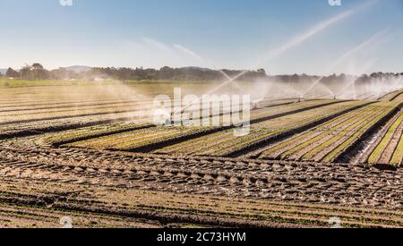 Irrigation system on a large farm field. Water sprinkler installation system. Stock Photo