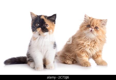persian kitten and exotic shorthair  in front of white background Stock Photo