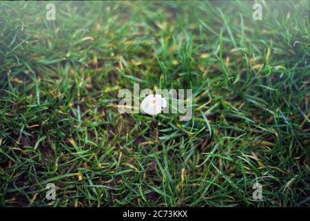 A single small and delicate mycena mushroom on the wet grass field during winter in UK Stock Photo