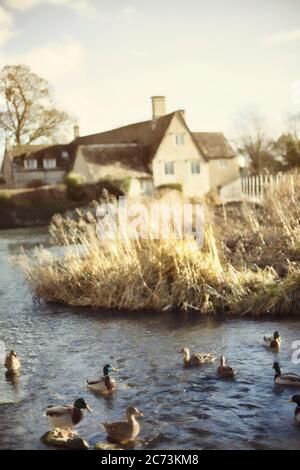 Soft focus on ducks in the lake bathing under the morning light, Taken in a rural area in UK. Stock Photo