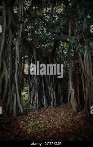 Mysterious dark background of big and old banyan tree with external roots. Stock Photo