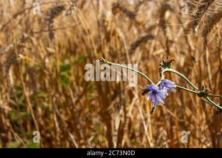 Blue Common chicory flower close-up on a blurry background of yellow ripe wheat Stock Photo