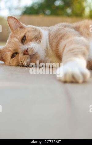 Paws for thought - ginger cat chilling Stock Photo