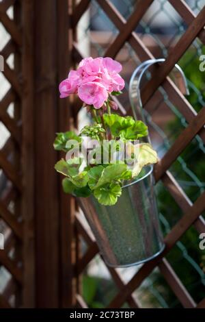 pink blooming geranium in a galvanized hanging flower pot on a wooden pergola Stock Photo