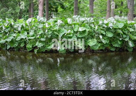 Foliage of green leaves of Petasites hybridus or butterbur along a ditch in a forest Stock Photo