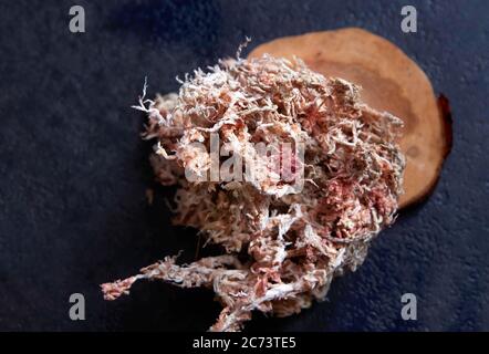 Dried sphagnum moss splashed with water on dark background. Stock Photo