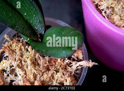 Dried sphagnum moss in a pot with orchid. Stock Photo