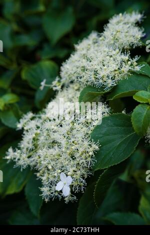 Flowers and foliage of the Climbing Hydrangea or Hydrangea Petiolaris. Focus on the leaf and flower in the middle right. Narrow depth of field Stock Photo