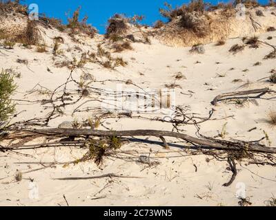 Barbed wire  in the sand dunes around Bickley Battery, Rottnest Island, Western Australia Stock Photo