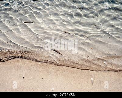 Sea Worm tubes or cases floating in the crystal clear waters of Thomson Bay, Rottnest Island, Western Australia Stock Photo