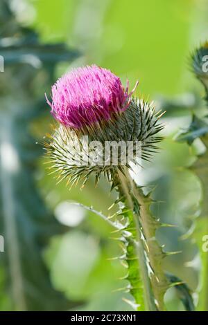 Onopordum acanthium, cotton thistle, Scotch thistle, Scottish thistle. Single flower close-up Stock Photo