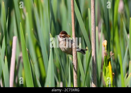 Female Reed Bunting perched on a reed on a sunny day in County Durham, England, UK Stock Photo