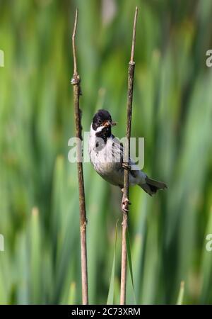 Male Reed Bunting perched on a reed on a sunny day in County Durham, England, UK Stock Photo