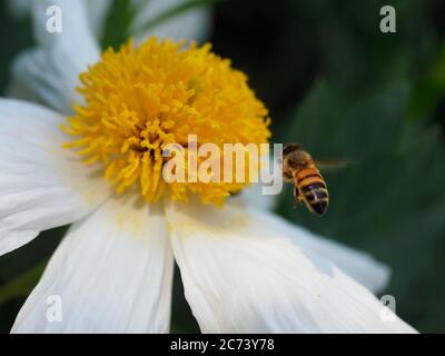 Bees collecting pollen from Californian Poppy Tree Flowers Stock Photo