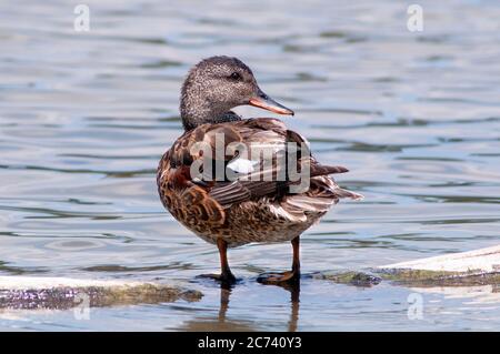 Gadwall, Mareca strepera, adult male resting in a lake. Stock Photo