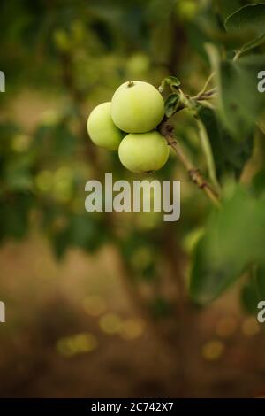 Three ripe green apples on a branch in the garden. Stock Photo