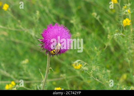 Big lonely  wasp sucking nectar on a thistle flower in summer Ukrainian meadow Stock Photo