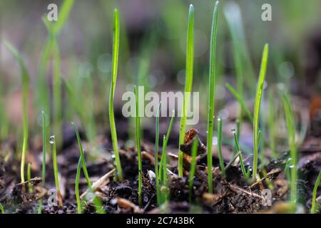 Germinate of grass seeds in soil. The grass was sown two weeks ago. Narrow depth of field Stock Photo