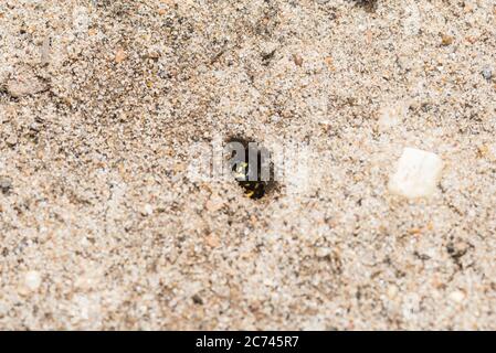 Sand-tailed Digger Wasp (Cerceris arenia) peering out of a nest hole Stock Photo