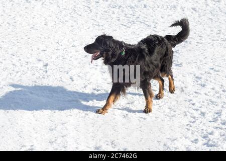 Cute hovawart is standing on a white snow in the winter park. Pet animals. Purebred dog. Stock Photo
