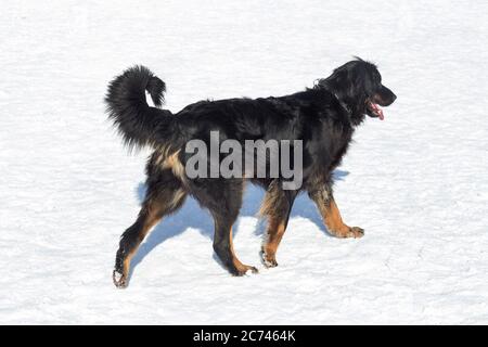 Cute hovawart is walking on a white snow in the winter park. Pet animals. Purebred dog. Stock Photo