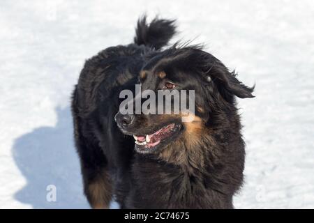 Portrait of cute hovawart in the winter park. Pet animals. Purebred dog. Stock Photo