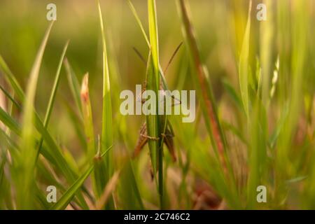 Grasshopper in grass on meadow in summer morning Stock Photo