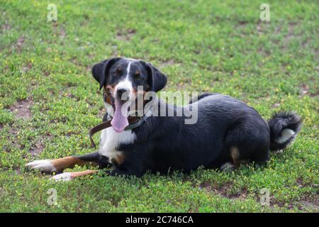 Cute appenzeller sennenhund puppy is lying on a green grass in the summer park. Pet animals. Purebred dog. Stock Photo