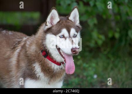 Cute siberian husky puppy is standing on a green grass in the summer park. Pet animals. Purebred dog. Stock Photo