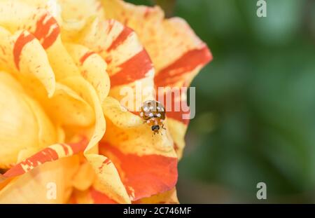 Cream-spot Ladybird (Calvia 14-guttata) on a rose Stock Photo