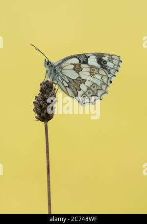 A female Marbled White butterfly (Melanargia galathea) roosting on the flowerhead. Stock Photo
