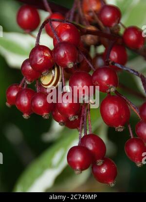 Striking  coppery red rose hips of Rosa Glauca with  a snail hiding in amongst Stock Photo