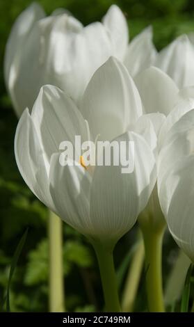 Colchicum speciosum' Album' Stock Photo