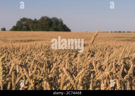 One ear of wild grass in the center. Sunlight and glare among dry yellow herbs. Soft focus. Stock Photo