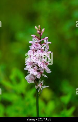 Dactylorhiza maculata, Heath Spotted Orchid, growing in calciferous soil of boggy woodland in Finland. Markings in flowers vary from pink to purple. Stock Photo