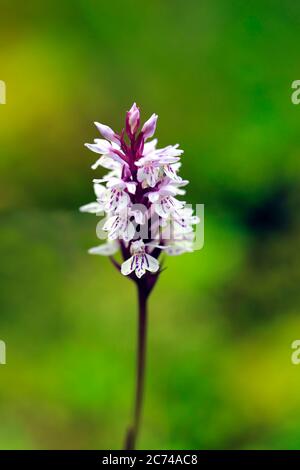 Dactylorhiza maculata, Heath Spotted Orchid, growing in boggy forest in South of Finland, Markings in flowers vary from pink to purple. Stock Photo