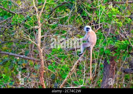 Tarai Gray Langur, Semnopithecus hector, Cercopithecidae, Royal Bardia National Park, Bardiya National Park, Nepal, Asia Stock Photo