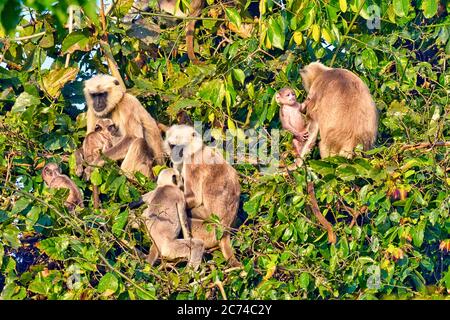 Tarai Gray Langur, Semnopithecus hector, Cercopithecidae, Royal Bardia National Park, Bardiya National Park, Nepal, Asia Stock Photo