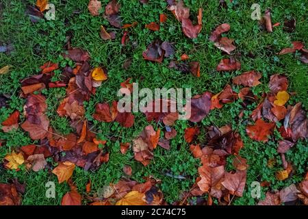 Autumn leaves on green grass field, top view Stock Photo