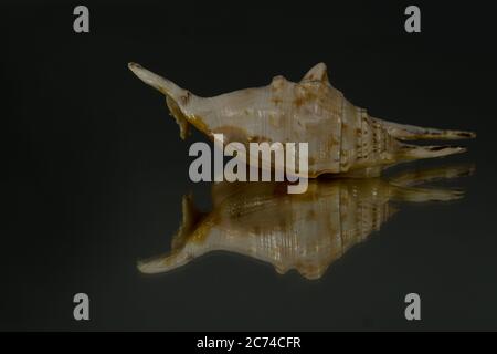small seasnail shell, broken by the sea Stock Photo