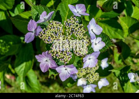 Lacecap hydrangea flowers. Stock Photo
