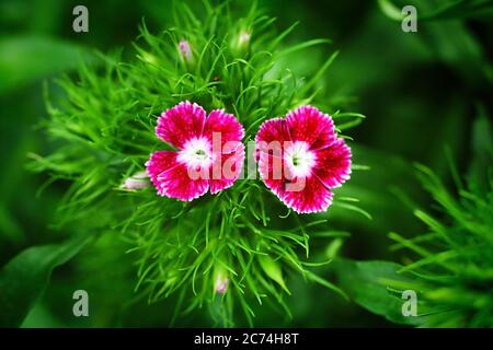 red Turkish carnation, close-up, background Stock Photo