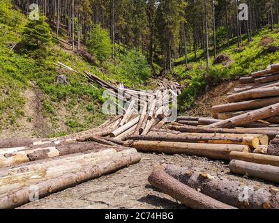 Spruce timber logging area high in the Carpathian mountains. Pile of cut pine logs bounding down the side of the hills like a stream. Stock Photo