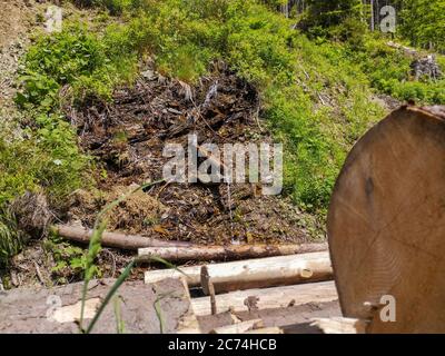 Cold clear water stream flowing down from the top of Carpathian mountains through the wooden gutter. Pile of blurry cut pine logs scattered. Stock Photo