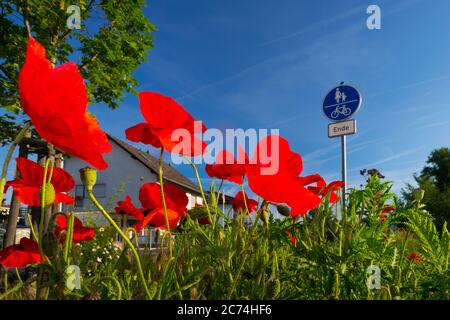 Common poppy, Corn poppy, Red poppy (Papaver rhoeas), roadside greenery, Germany, Hesse Stock Photo