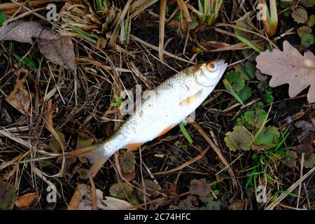 fish mortality, dead fish, Germany, Hesse Stock Photo