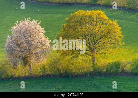 field landscape with hedge in spring, 27.04.2020, aerial view, Germany, Schleswig-Holstein Stock Photo