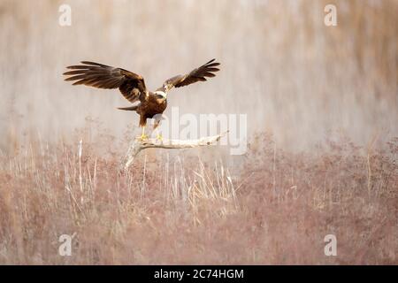 Western Marsh Harrier (Circus aeruginosus), female balancing on a wooden branch sticking out of a reedbed , Spain Stock Photo